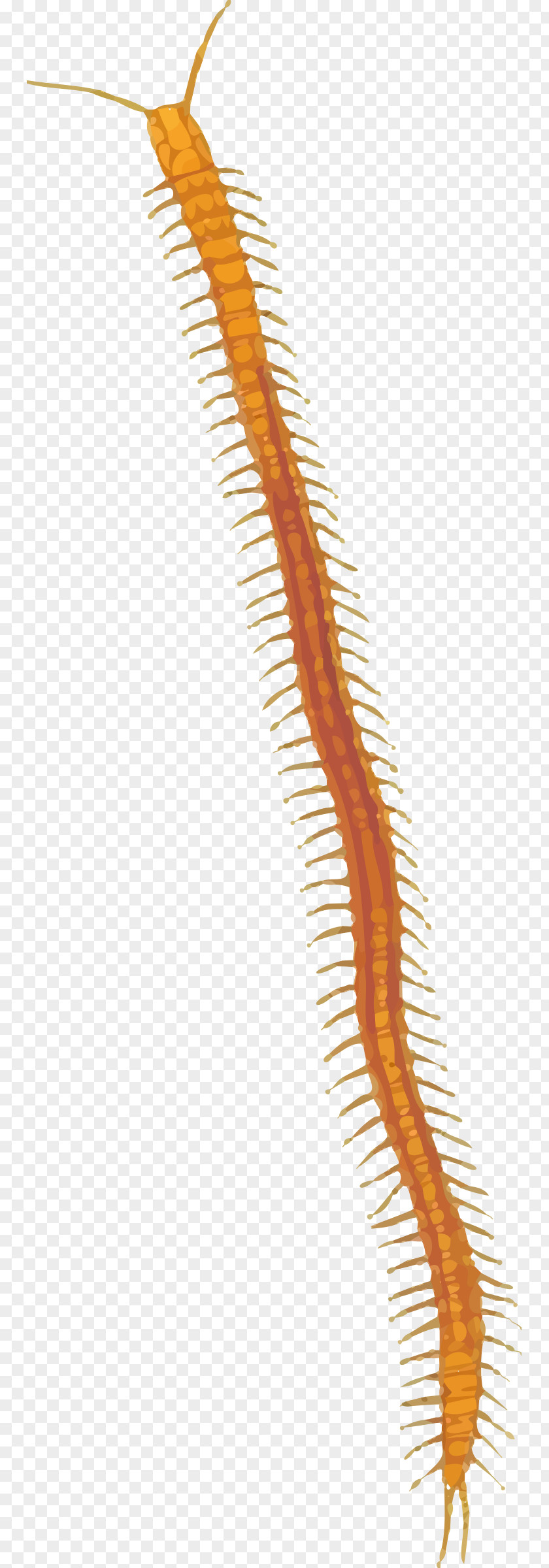 Centipedes Clip Art PNG