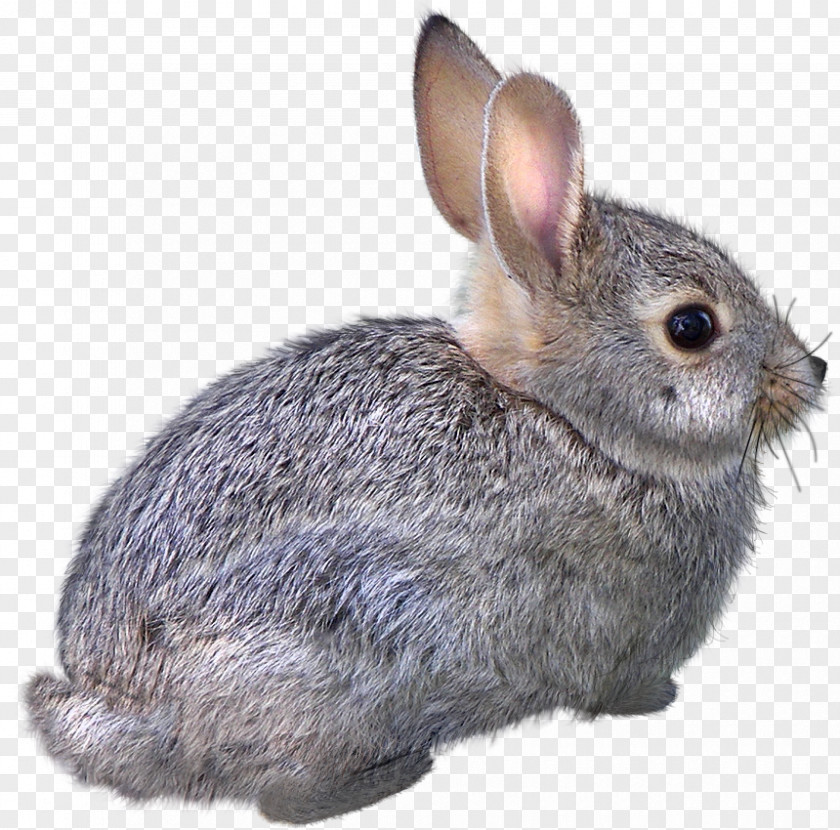Creative Sketch Animals,rabbit Domestic Rabbit Easter Bunny Hare Cat Animal PNG