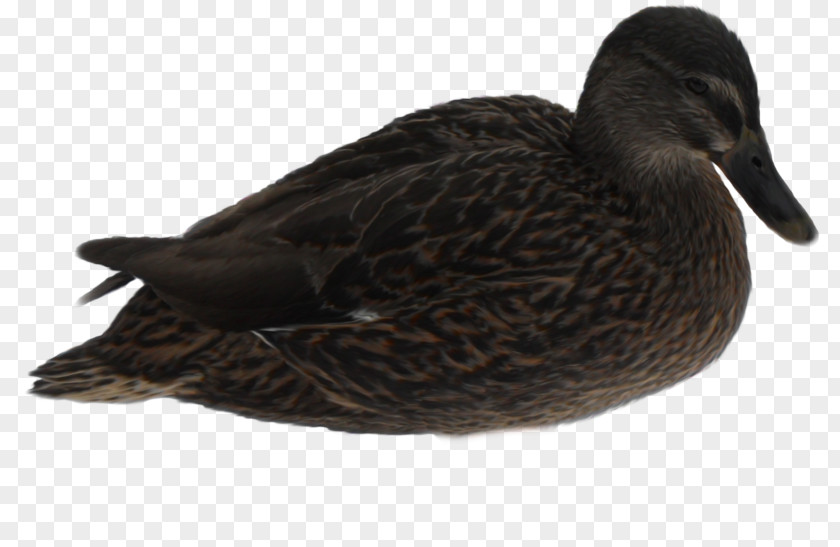 Duck Mallard Bird American Pekin Goose PNG