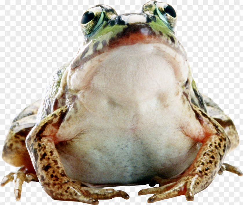 Frog Amphibian Photography PNG
