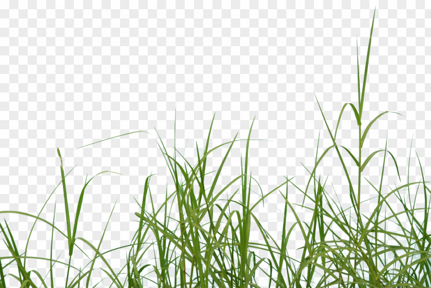 Grass Icon PNG