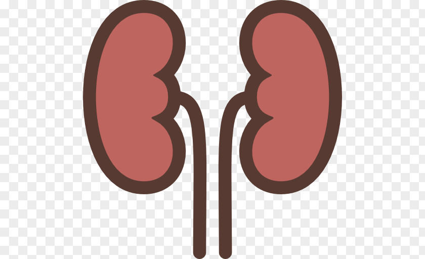 Kidney PNG