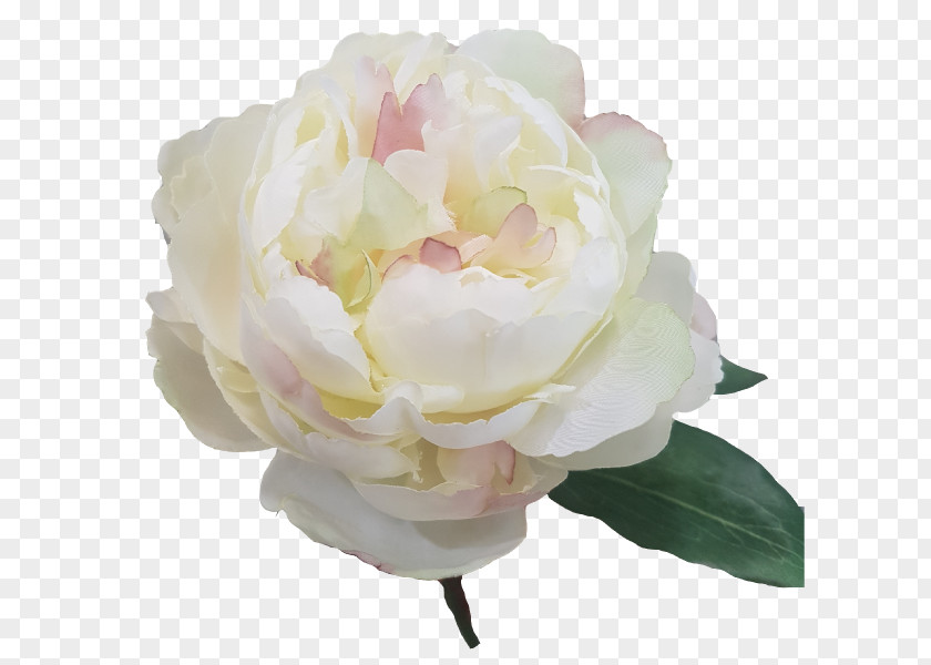 Peony Cabbage Rose Cut Flowers Petal House PNG