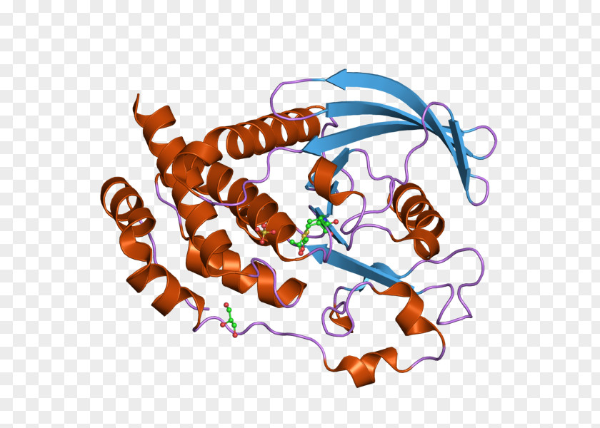 Ptpn5 Protein Tyrosine Phosphatase Art Wikipedia PNG