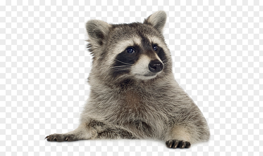 Raccoon Picture Clip Art PNG
