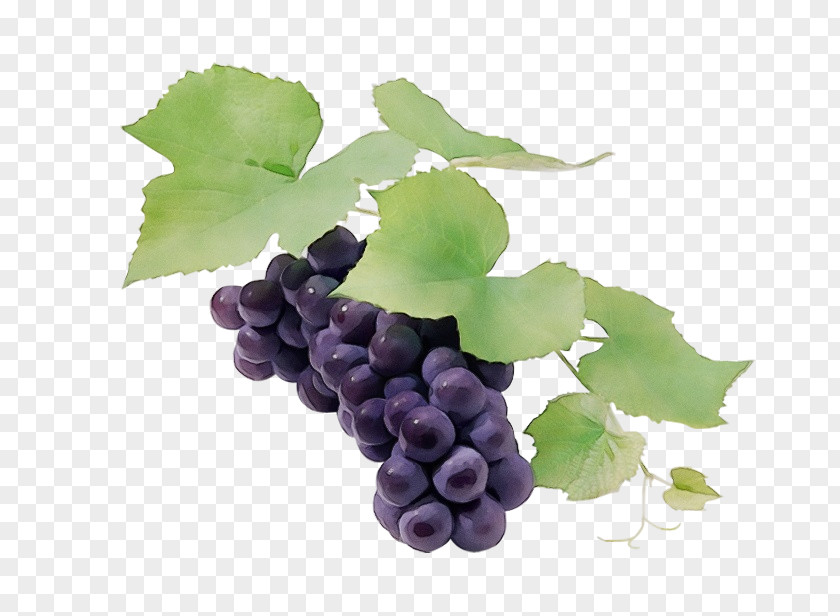 Sultana Seedless Fruit Grape Leaves Grapevines PNG