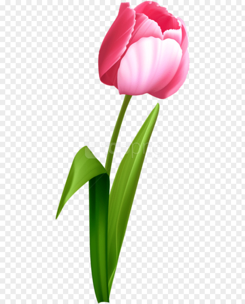 Tulips Memorial Day Clip Art Tulip Pink Flowers PNG
