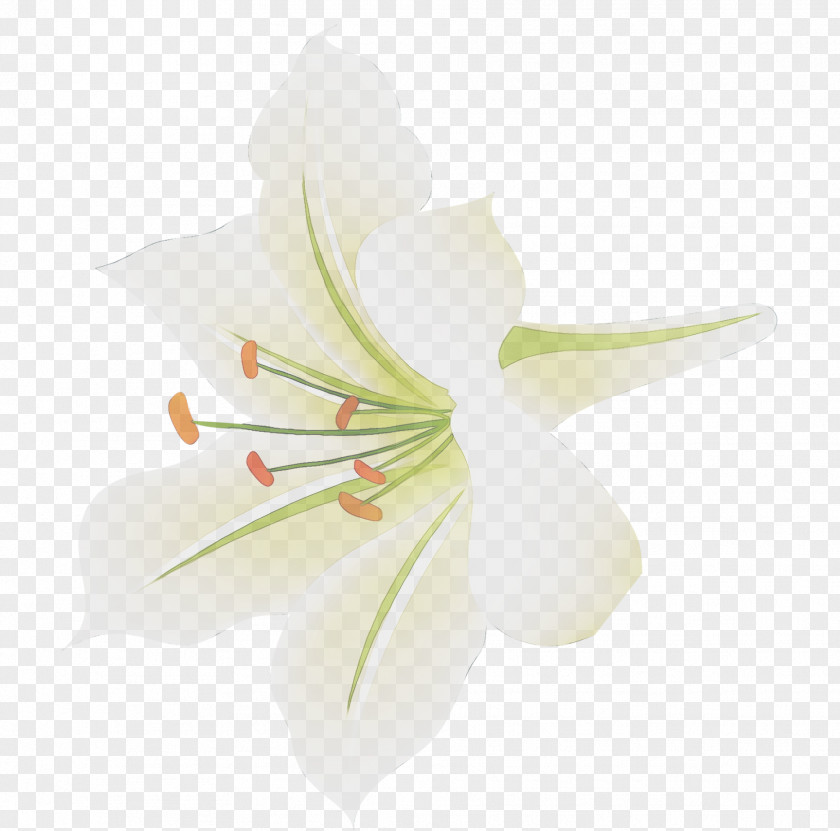 Amaryllis Jersey Lily Cut Flowers Plant Stem PNG