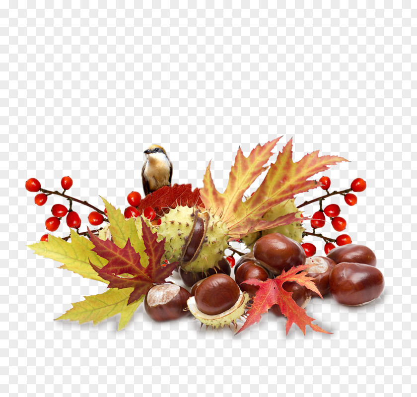 Autumn Centerblog Image Photograph PNG