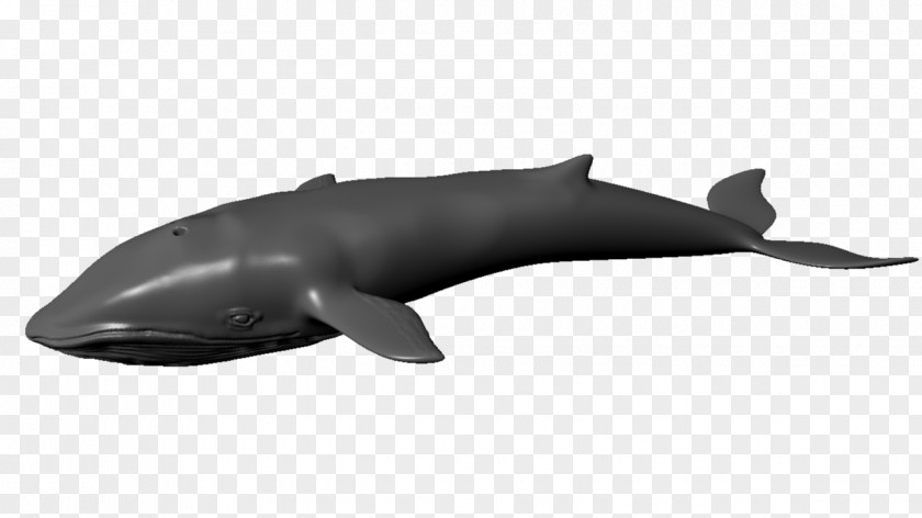 Ballena Tucuxi Rough-toothed Dolphin Porpoise Balaenidae Animaatio PNG