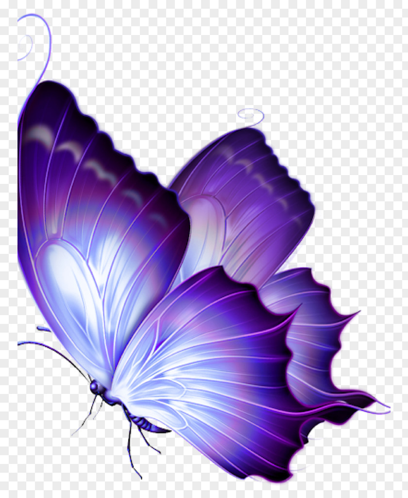 Butterfly Drawing Clip Art Image Papillon PNG