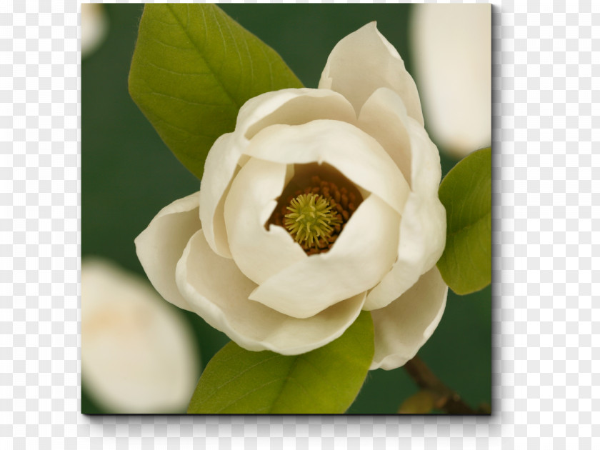 Flower Mississippi Southern Magnolia State Louisiana PNG