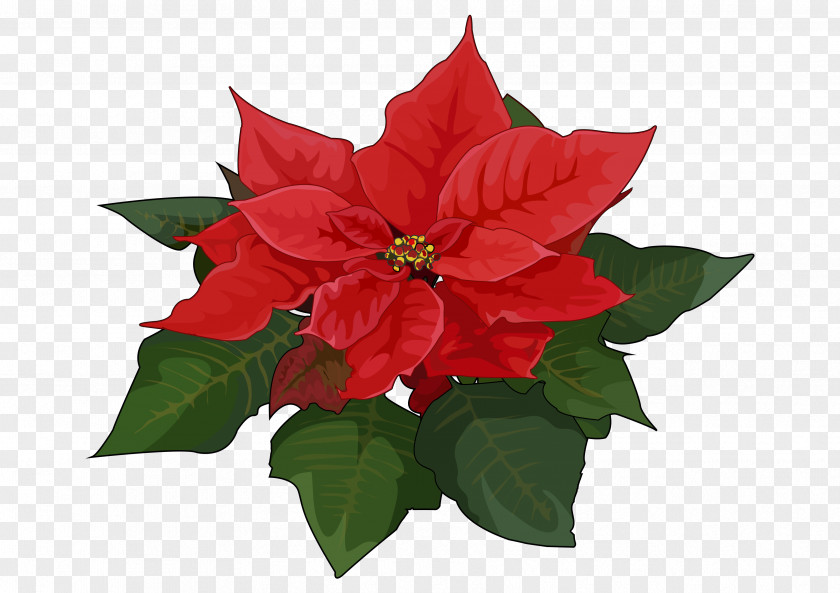 Flower Poinsettia Oleander Plant Christmas PNG