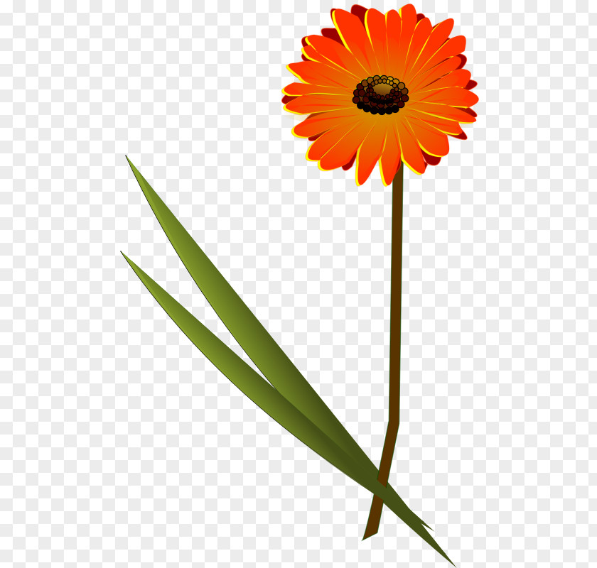 Open Flowers Transvaal Daisy Family Common Clip Art PNG