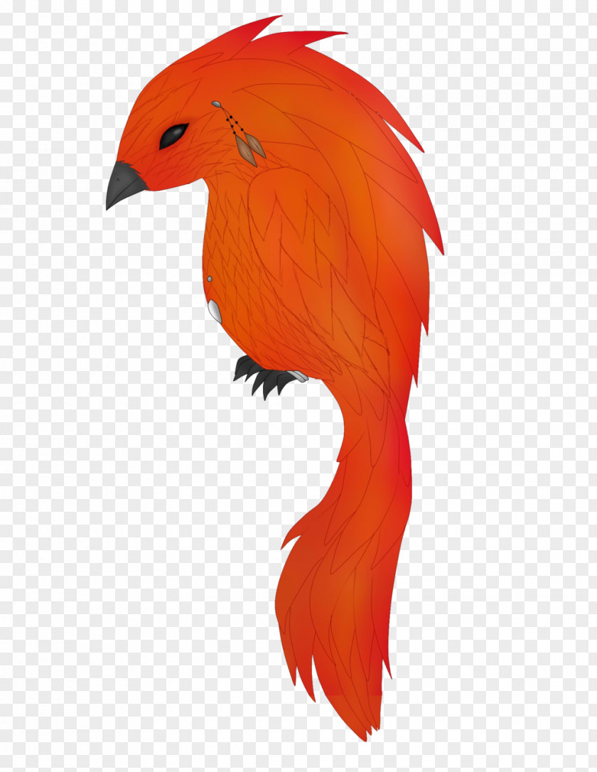 Flame Bird Parrot Beak Feather PNG