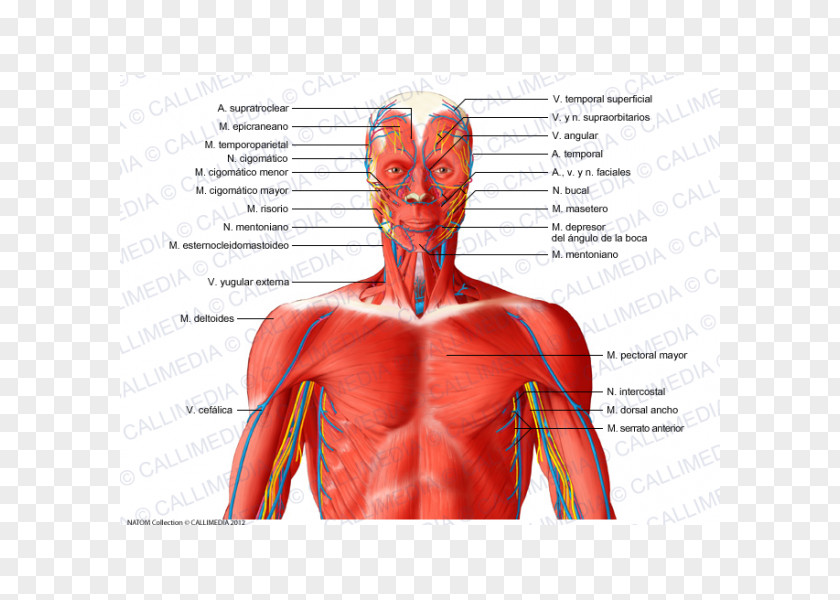 Heart Muscular System Neck Blood Vessel Muscle Human Anatomy PNG