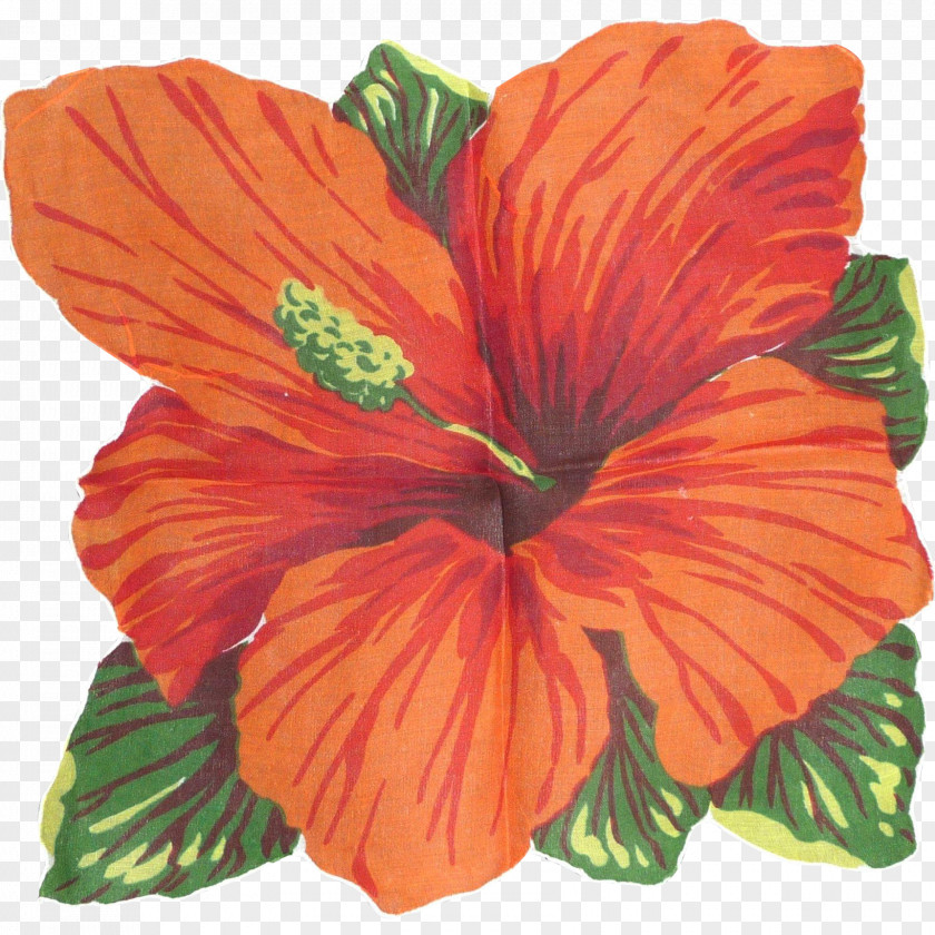 Hibiscus Flower Mallows Flowering Plant PNG
