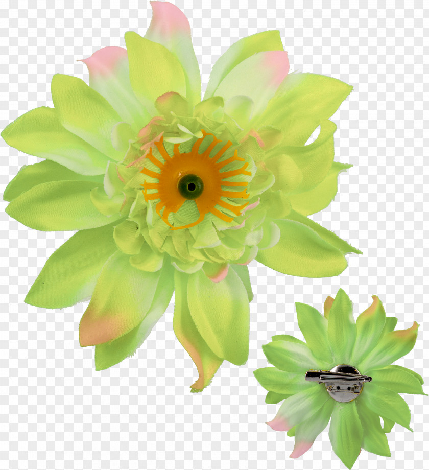 Hius Ja Kauneus Peili Transvaal Daisy Rintaneula Cut Flowers Floral Design Diameter PNG