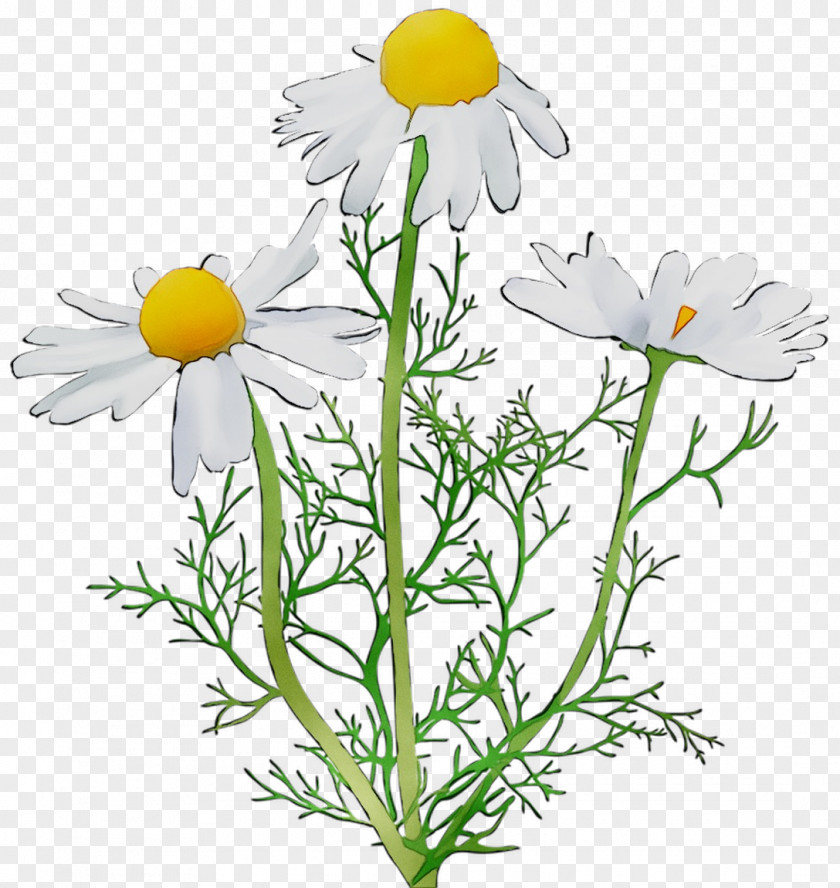 Oxeye Daisy Roman Chamomile Marguerite Garden Cosmos Cut Flowers PNG