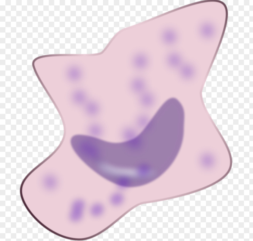 The Macrophage Clip Art PNG