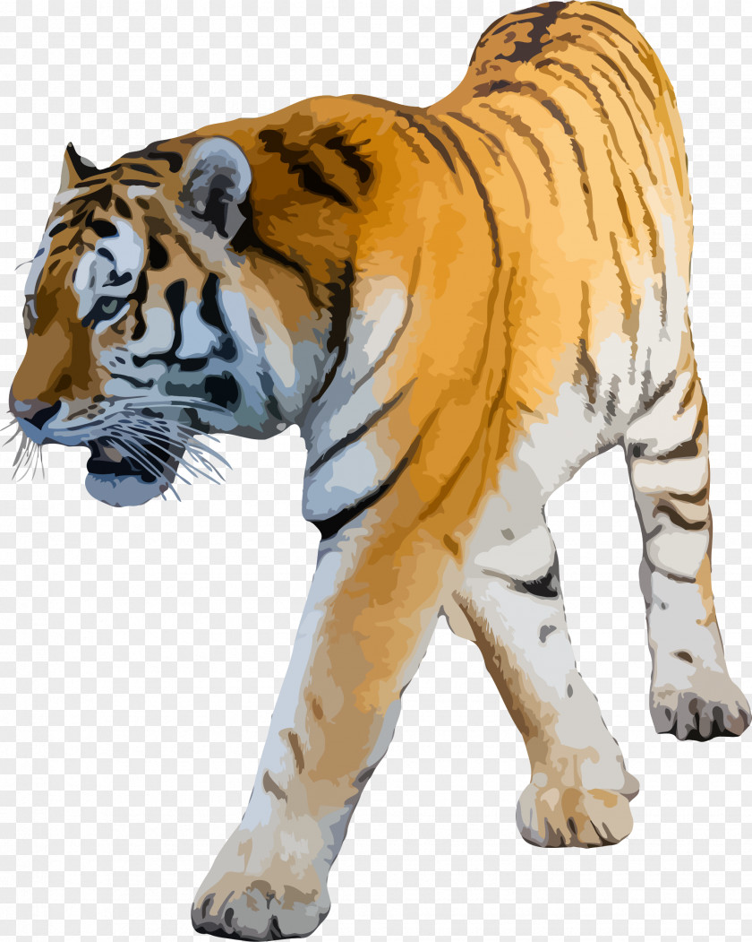Tigers Clipart Felidae White Tiger Siberian Clip Art PNG