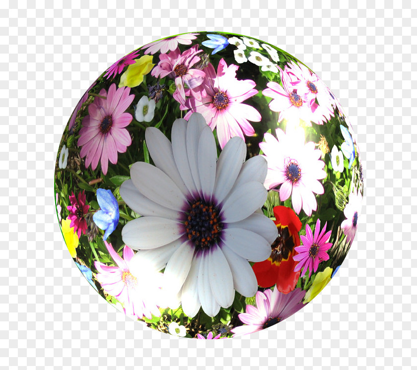 A Gentle Bargain To Send Gifts Cut Flowers Globe Petal Wildflower PNG