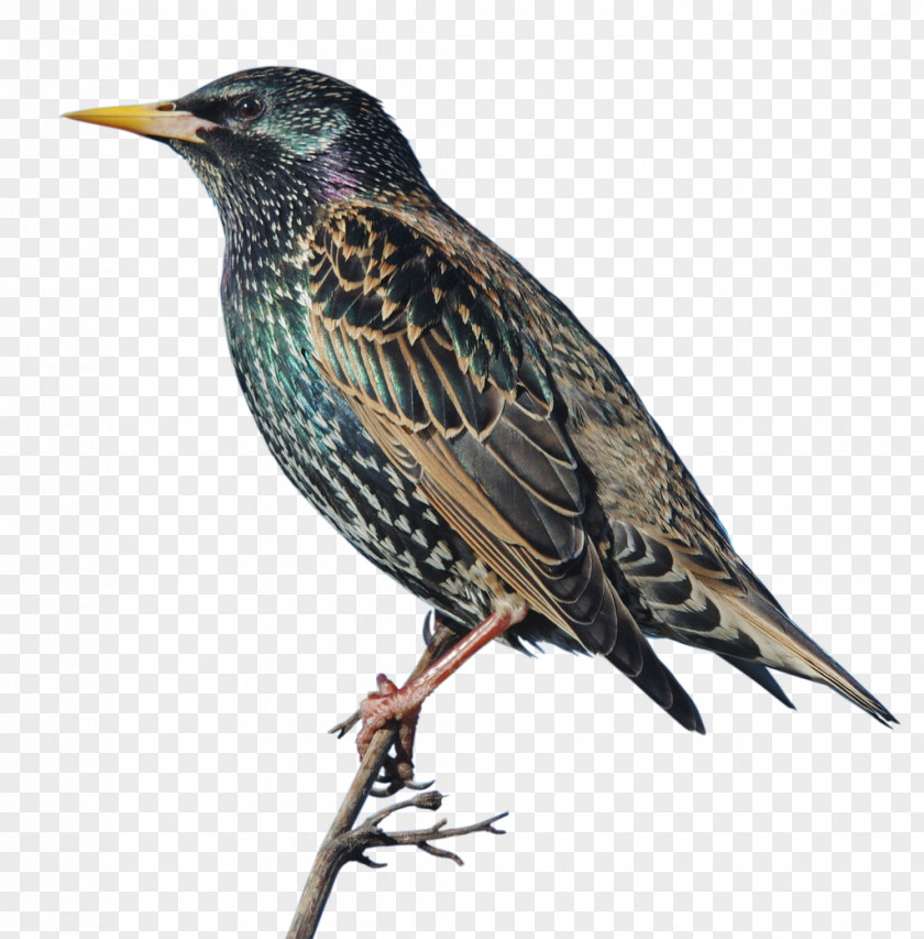 Bird Common Starling Sparrow Vogel Des Jahres Feather PNG