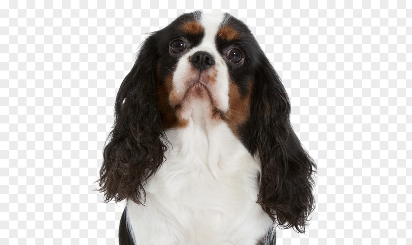 Cavalier King Charles Spaniel Dog Breed Companion Sporting Group PNG
