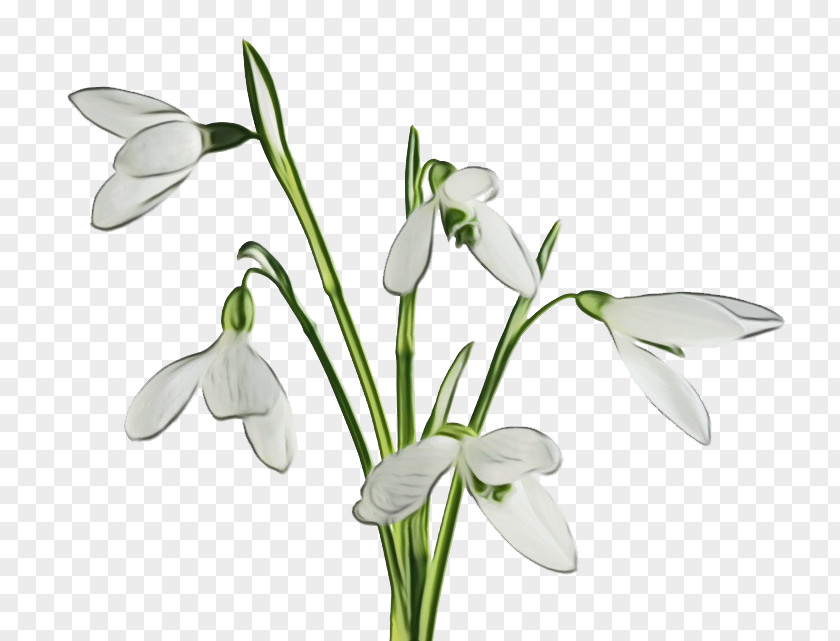 Flower Galanthus Snowdrop Plant Summer Snowflake PNG