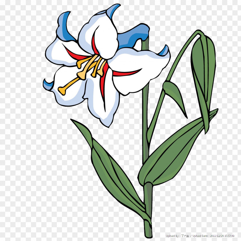Lily Floral Design Flower White PNG