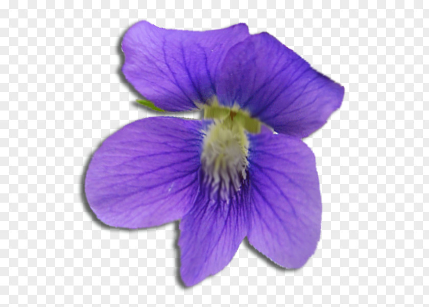 Violet Flower Purple Sigma Kappa PNG