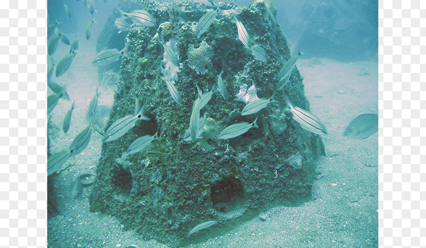 Water Coral Reef Neptune Memorial Artificial Marine Biology PNG