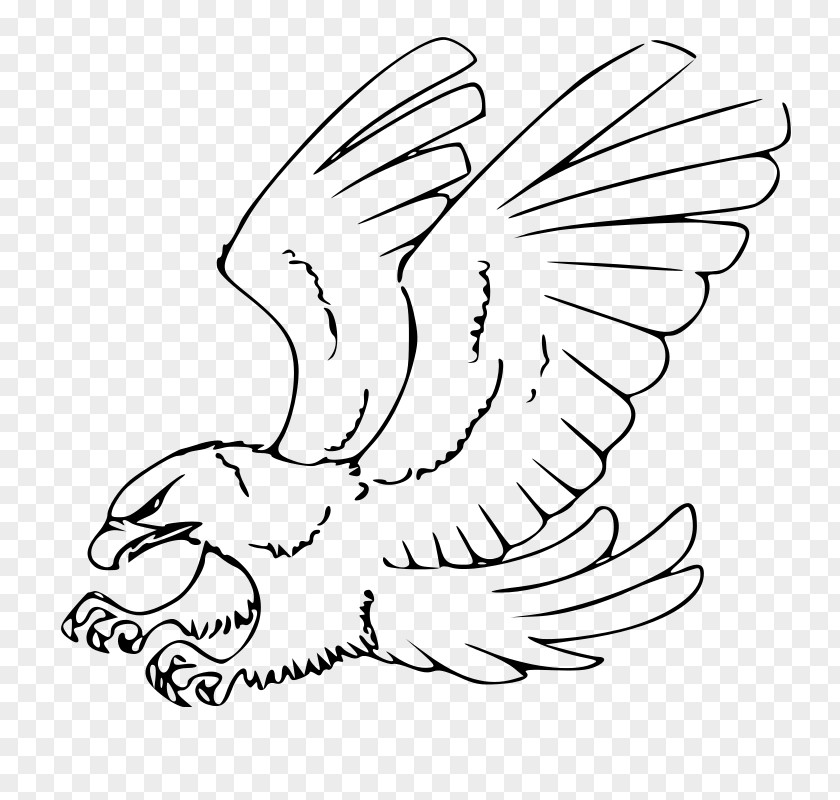 Eagle Drawing Bald Sketch PNG