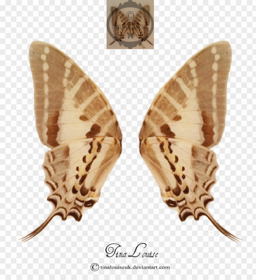 Fairy Wing Silkworm Butterflies And Moths PNG