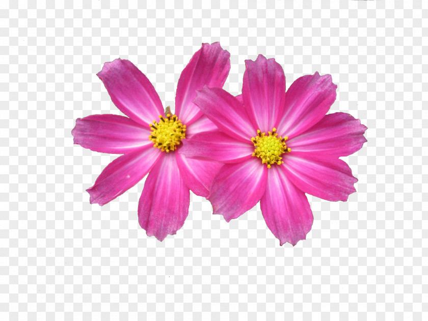 Free Download Flower Images Display Resolution Clip Art PNG