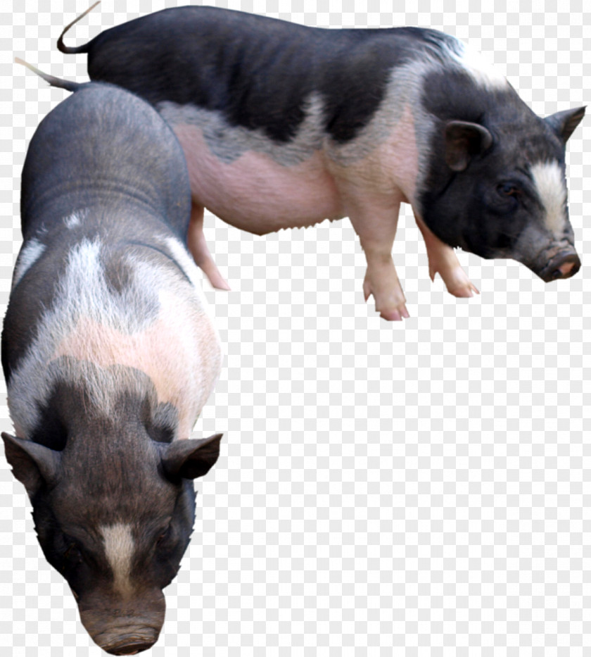 Pig Domestic Cattle Goat Animal PNG