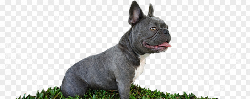 Puppy Dog Breed French Bulldog Toy Non-sporting Group PNG