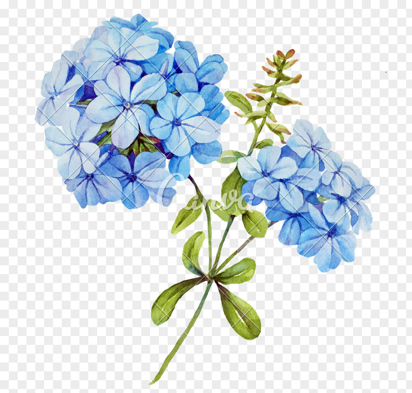 Watercolor White Flower Blue Jasmine Stock Photography PNG