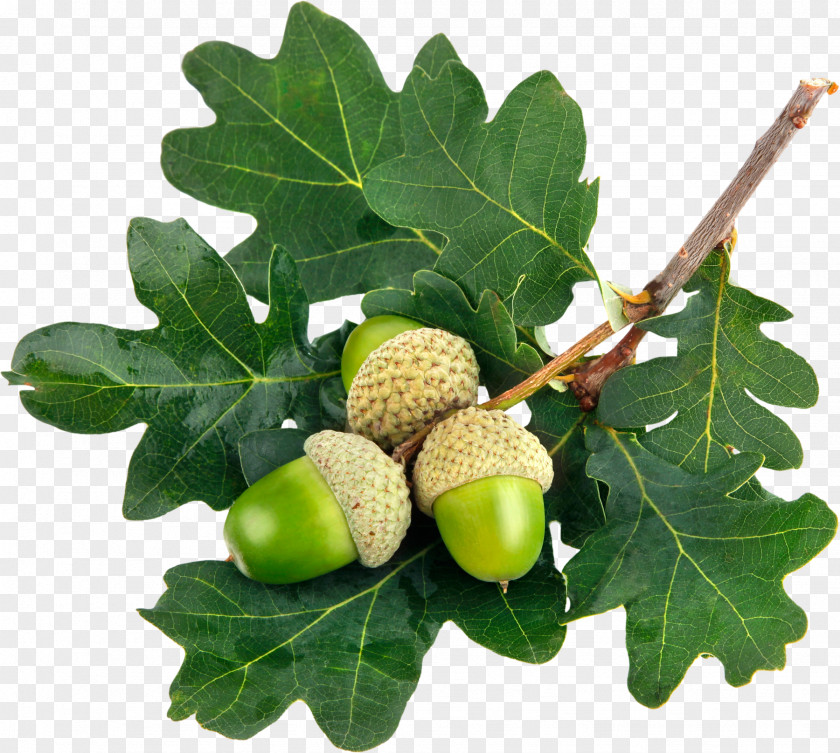 Acorn Leaf Oak Stock Photography Green PNG