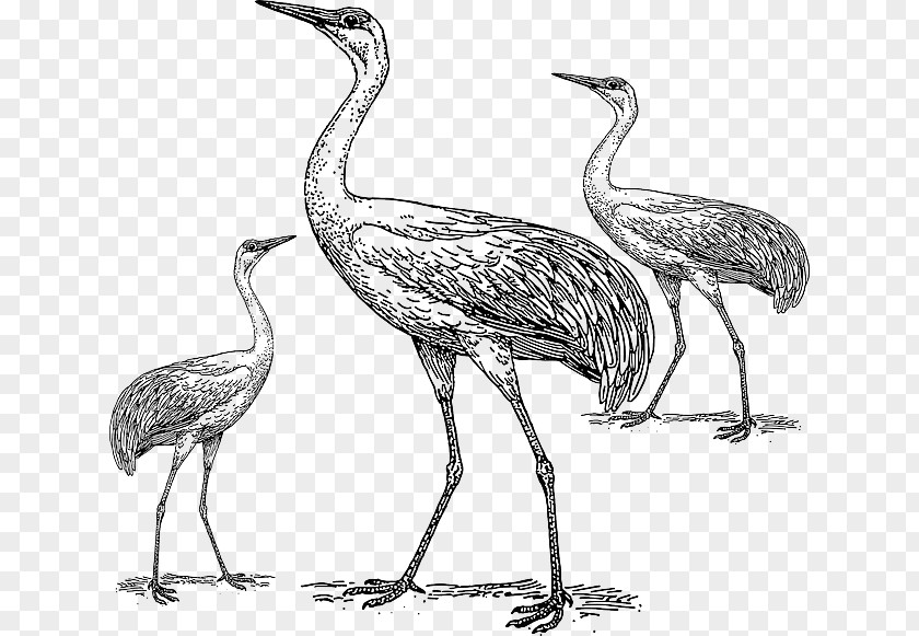 Aves Icon Whooping Crane Bird Heron Drawing PNG