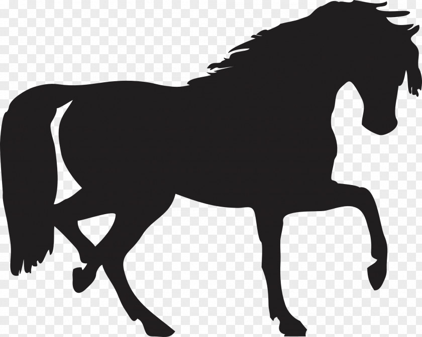 Black Horse Siluete Image Pony Silhouette Shadow PNG