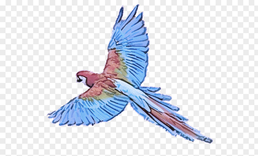 Budgerigar Birds Macaw True Parrot Parrots Of New Guinea PNG