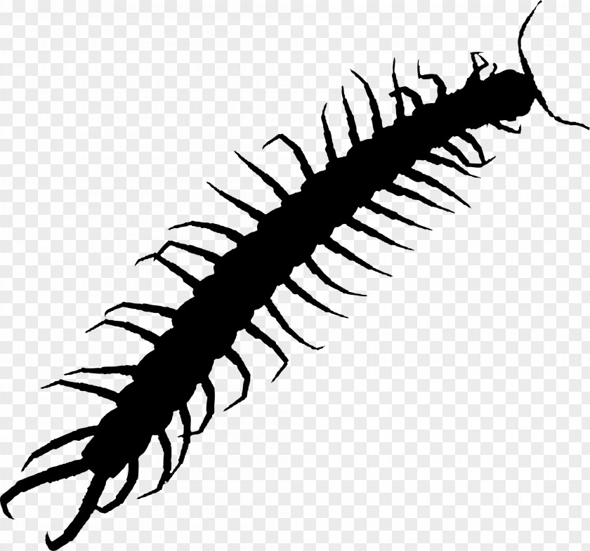 Centipedes Bass Pro Shops Hellgrammite Brush Florence Worm PNG