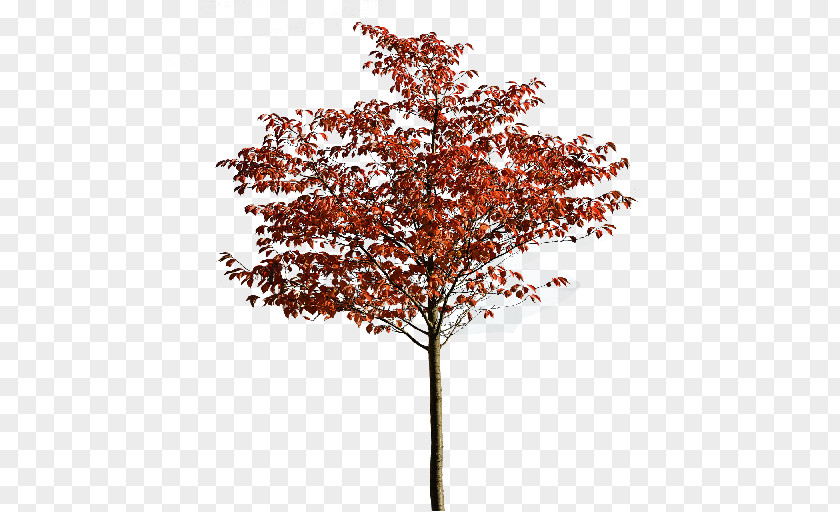 Fall Tree Maple Autumn Woody Plant PNG