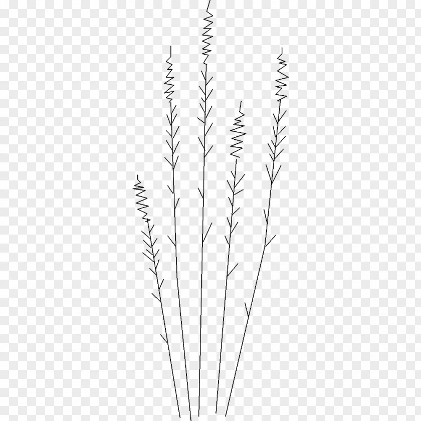 Line Grasses Art Commodity Plant Stem PNG