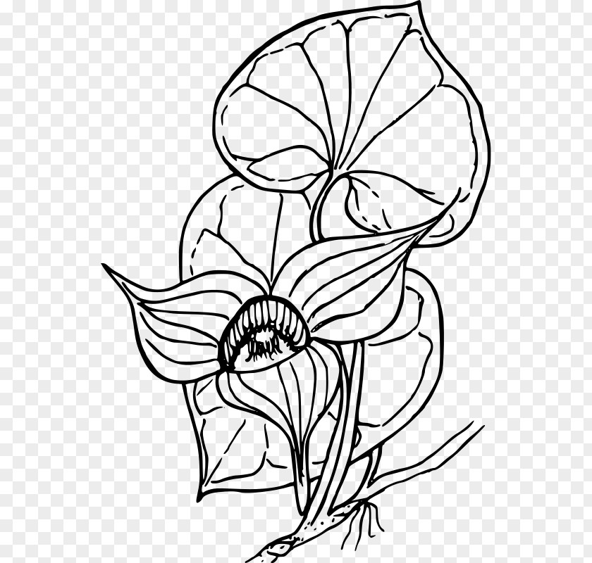 Plant Coloring Book Drawing Clip Art PNG