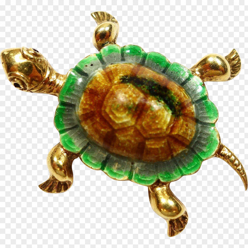 Turtle Box Reptile Tortoise Jewellery PNG
