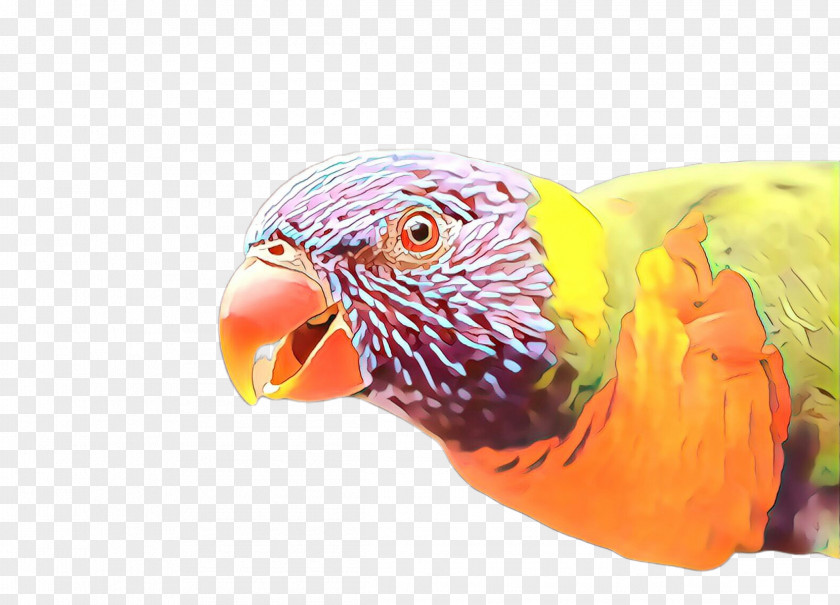 Budgie Wing Bird Beak Parrot Parakeet Macaw PNG