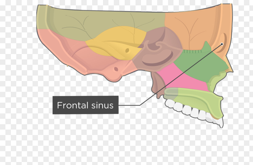 Skull Perpendicular Plate Of Palatine Bone Sphenoid Ethmoid PNG