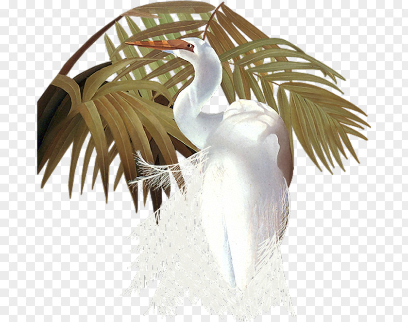 Bird Water .de Goose .com PNG